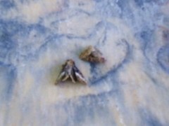 Rettlinjet engfly (Oligia latruncula)