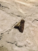 Double Dart (Graphiphora augur)