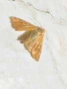 Hvitflekkgressfly (Mythimna conigera)