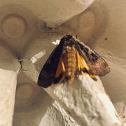 Large Yellow Underwing (Noctua pronuba)
