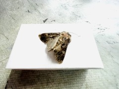 Beautiful Brocade (Lacanobia contigua)