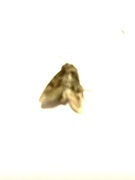 Rettlinjet engfly (Oligia latruncula)