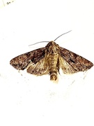 Stort engfly (Apamea monoglypha)