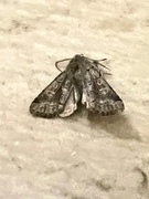 Clouded Drab (Orthosia incerta)