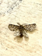 Brindled Beauty (Lycia hirtaria)