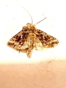 Fiolettbrunt metallfly (Autographa pulchrina)