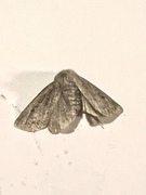 Double Dart (Graphiphora augur)