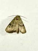 Lyst klippefly (Epipsilia grisescens)