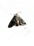 Skogmetallfly (Syngrapha interrogationis)