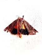 Broad-bordered Yellow Underwing (Noctua fimbriata)