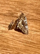 Beautiful Brocade (Lacanobia contigua)