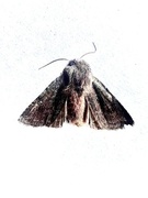 Common Quaker (Orthosia cerasi)