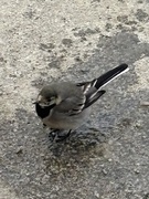 White Wagtail (Motacilla alba)