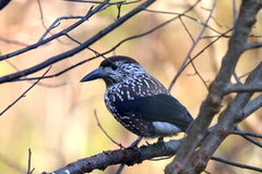 Nutcracker (Nucifraga caryocatactes)