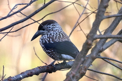 Nutcracker (Nucifraga caryocatactes)