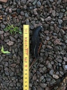 Ash-black Slug (Limax cinereoniger)