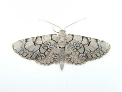 Marmordvergmåler (Eupithecia venosata)