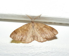Barred Umber (Plagodis pulveraria)