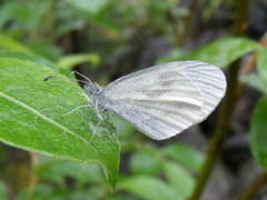 Skoghvitvinge (Leptidea sinapis)