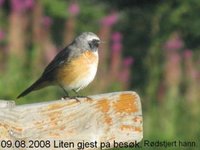 Common Redstart (Phoenicurus phoenicurus)