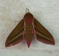 Elephant Hawk-moth (Deilephila elpenor)