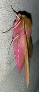 Elephant Hawk-moth (Deilephila elpenor)