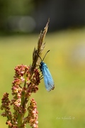 Forester (Adscita statices)