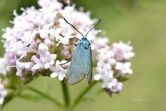 Forester (Adscita statices)