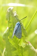 Forester (Adscita statices)