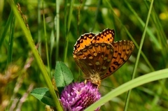 Dark Green Fritillary (Argynnis aglaja)