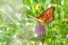 Dark Green Fritillary (Argynnis aglaja)