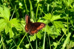 Fløyelsringvinge (Erebia ligea)