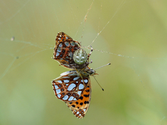 Queen of Spain Fritillary (Issoria lathonia)