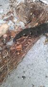 Elephant Hawk-moth (Deilephila elpenor)