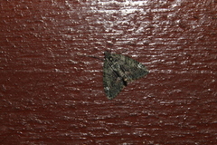 Red-green Carpet (Chloroclysta siterata)