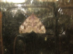 Dark Marbled Carpet (Dysstroma citrata)