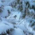 Kjøttmeis (Parus major)