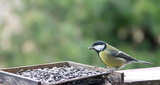 Kjøttmeis (Parus major)