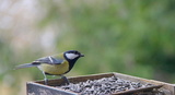 Kjøttmeis (Parus major)