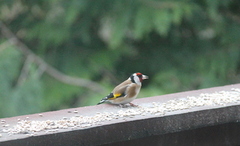 European Goldfinch (Carduelis carduelis)