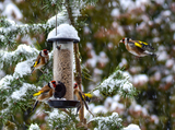 Stillits (Carduelis carduelis)