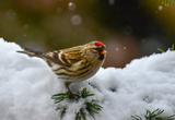 Gråsisik (Carduelis flammea)