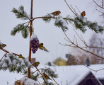 Grønnsisik (Carduelis spinus)