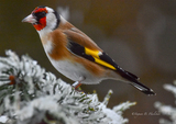 Stillits (Carduelis carduelis)