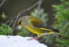 European Greenfinch (Chloris chloris)