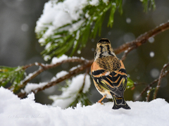Brambling (Fringilla montifringilla)