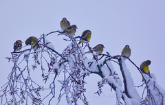 European Greenfinch (Chloris chloris)