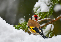 European Goldfinch (Carduelis carduelis)