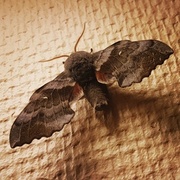 Poplar Hawk-moth (Laothoe populi)