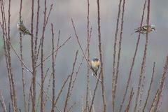 Bjørkefink (Fringilla montifringilla)